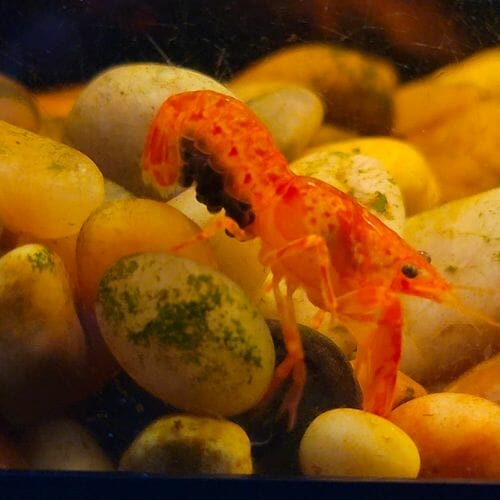 orange crayfish walking on gravel