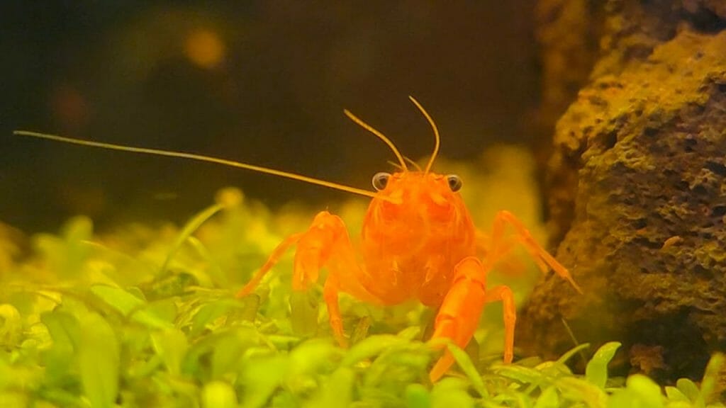 orange crayfish closeup