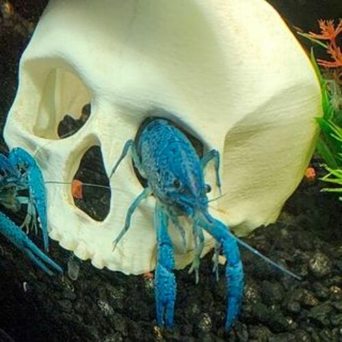 blue crayfish coming out of a skull eye