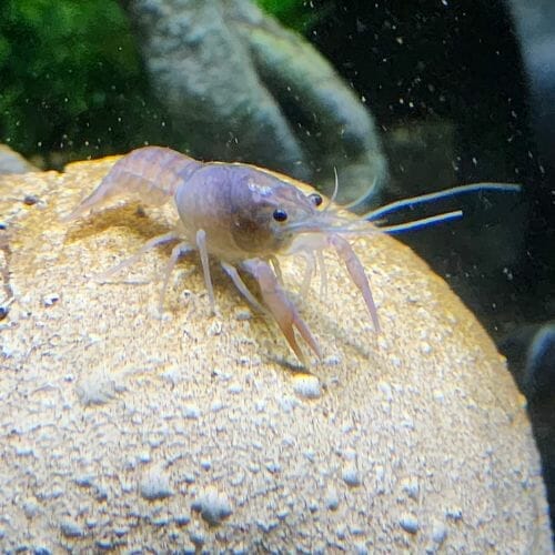 white crayfish on stone