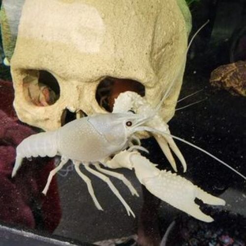 white crayfish beside a skull decor