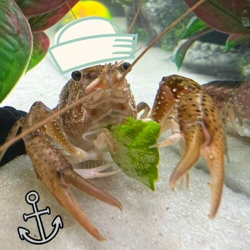 crayfish grazing on a leaf