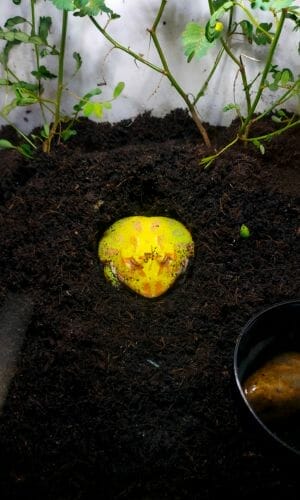 yellow pacman frog resting on substrate