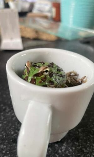 Pacman frog burried inside a cup
