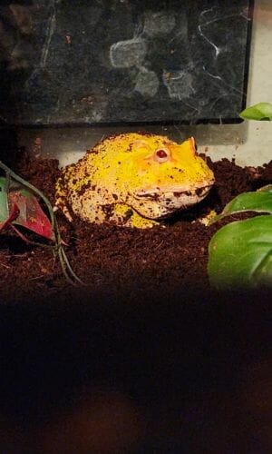 yellow pacman frog with red eyes