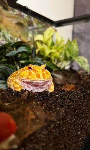 yellow cute pacman frog