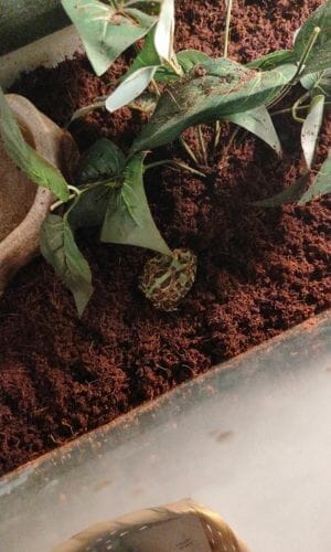 pacman frog resting on substrate