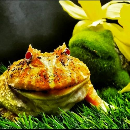 yellow orange pacman frog closeup