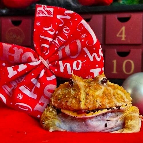 pacman frog with cute bowtie