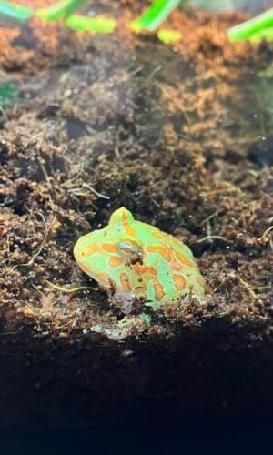 pacman frog half borrowed inside substrate