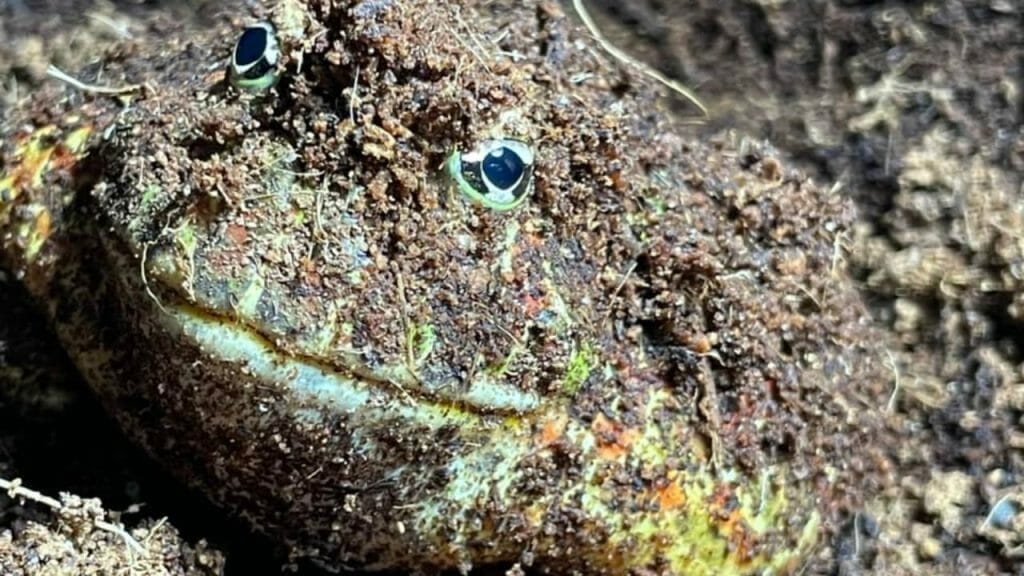 pacman frog close up