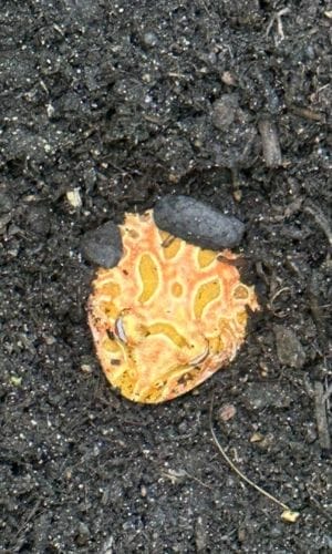 pacman frog burried inside substrate