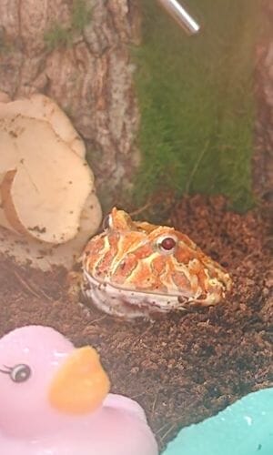 pacman frog burrowing inside substrate