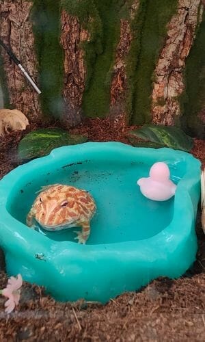 pacman frog soaking inside a bowl