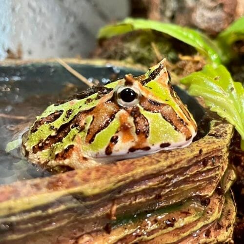 pacman frog resting inside a bowl
