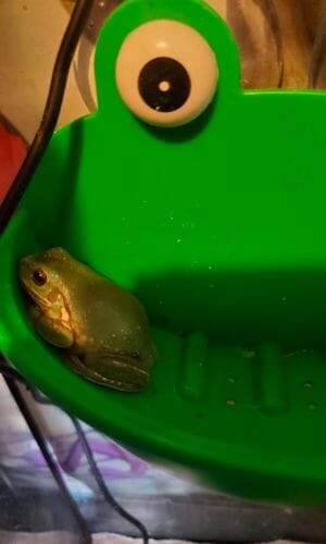 tree frog resting on a platform
