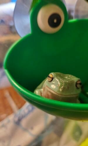 cute tree frog looking at you
