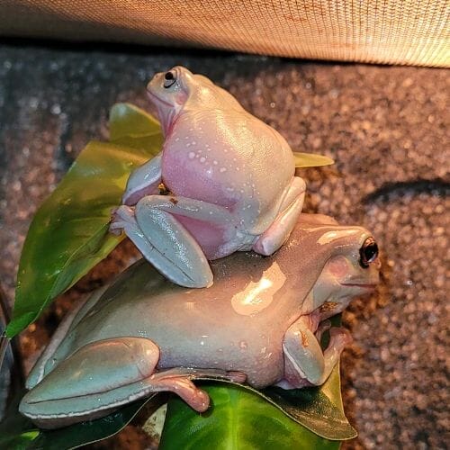 two tree frogs on top of each other