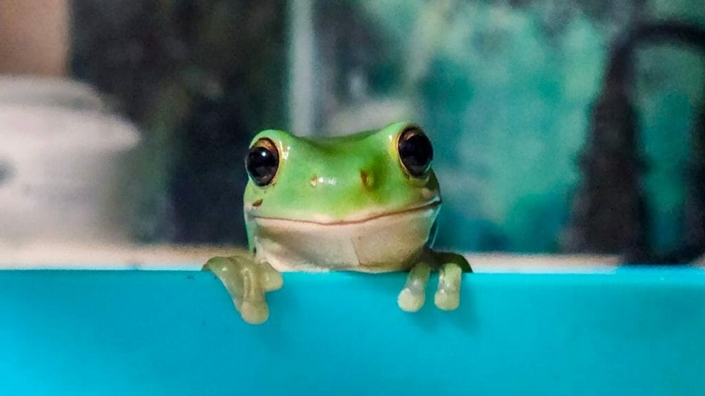 cute tree frog looking at camera