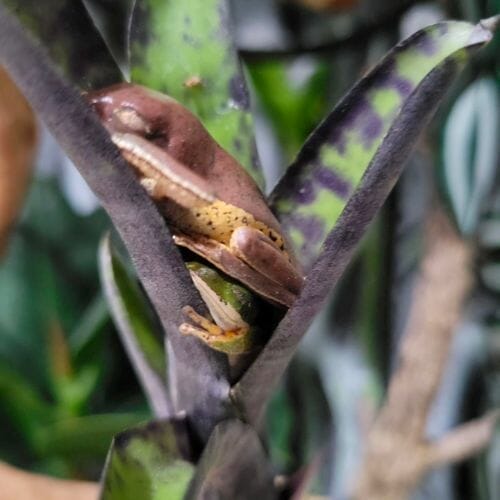 tree frog hiding inside leaves