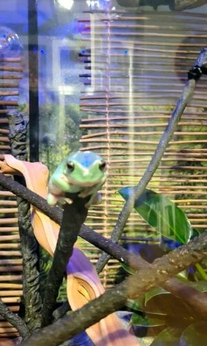 tree frog sitting on top of a branch