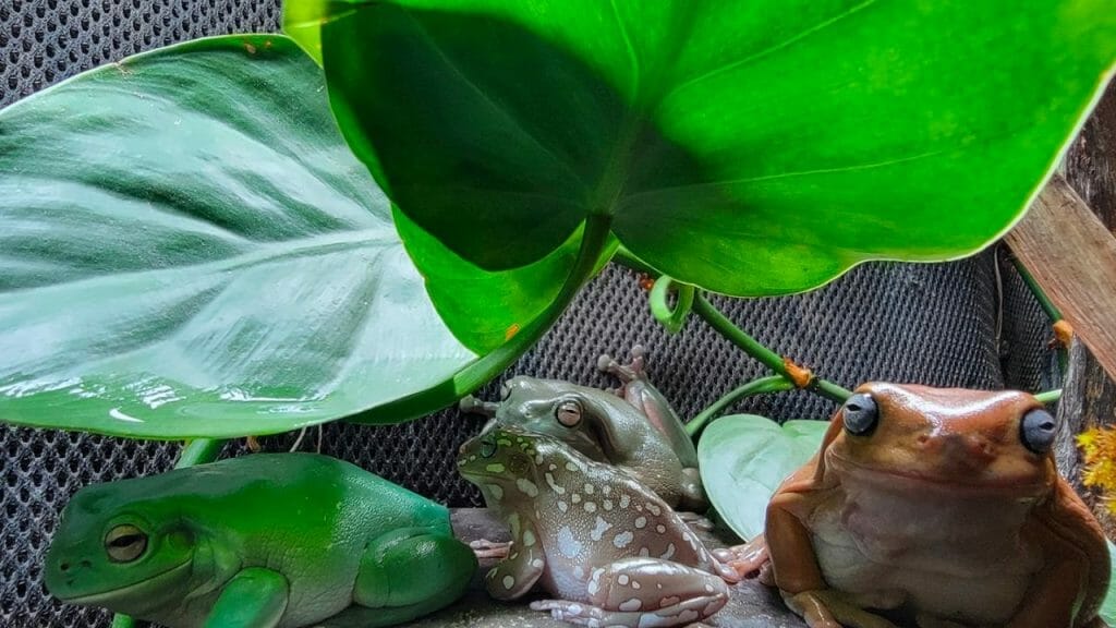 tree frog sitting under large leaves