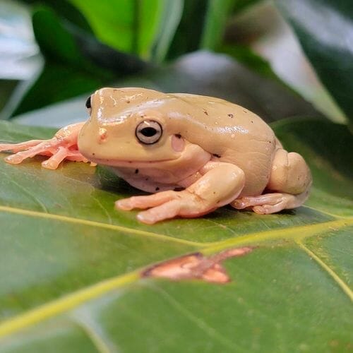 tree frog resting on a leaf