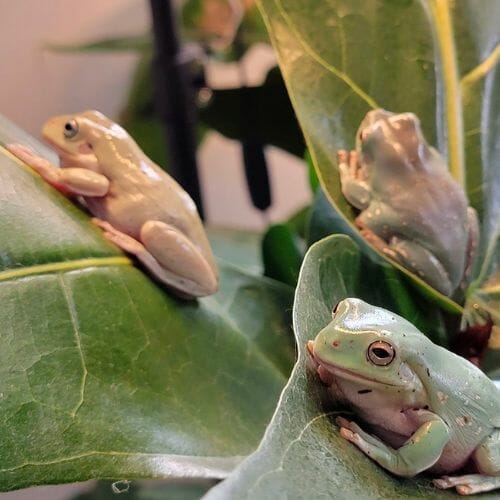 3 tree frogs resting on leaves