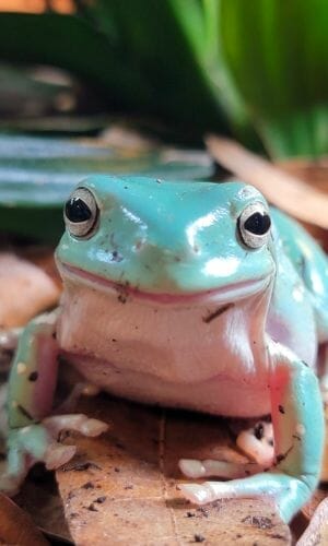 cute tree frog closeup