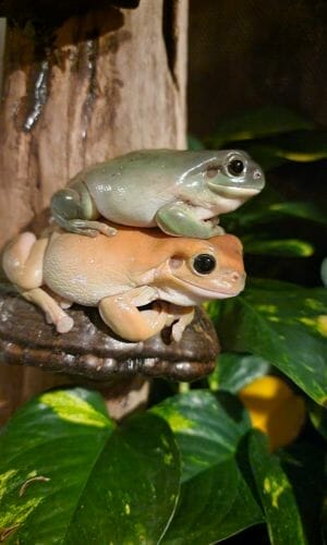 two tree frogs on top of each other