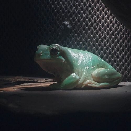 What Does A Tree Frog Sound Like? [mp3 Sound Clip] Acuario Pets