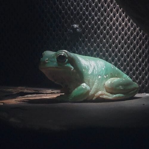 tree frog resting in a shadow-light place