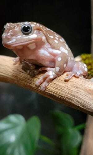 tree frog sitting on a branch