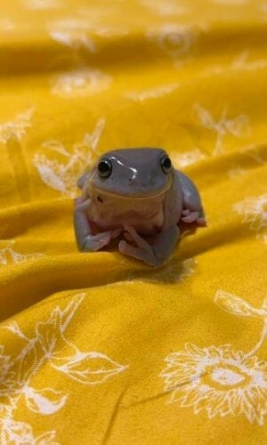 tree frog sitting on bed looking cute