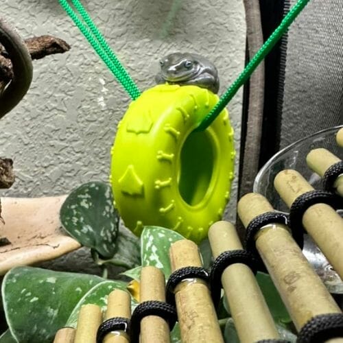 tree frog enclosure decor