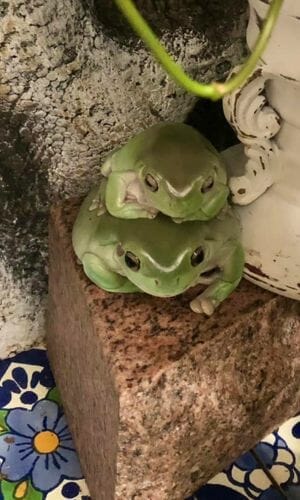 two cute tree frogs one sitting on top of other