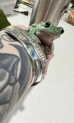 tree frog resting on a tattooed hand