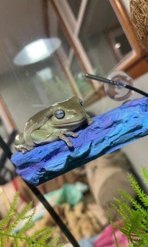 tree frog resting on a blue platform