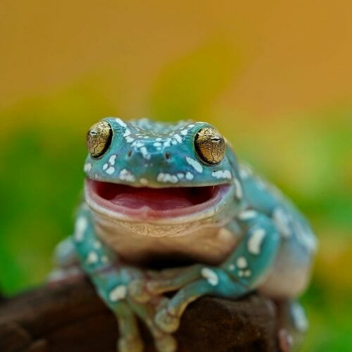 What Does A Tree Frog Sound Like? [mp3 Sound Clip] Acuario Pets