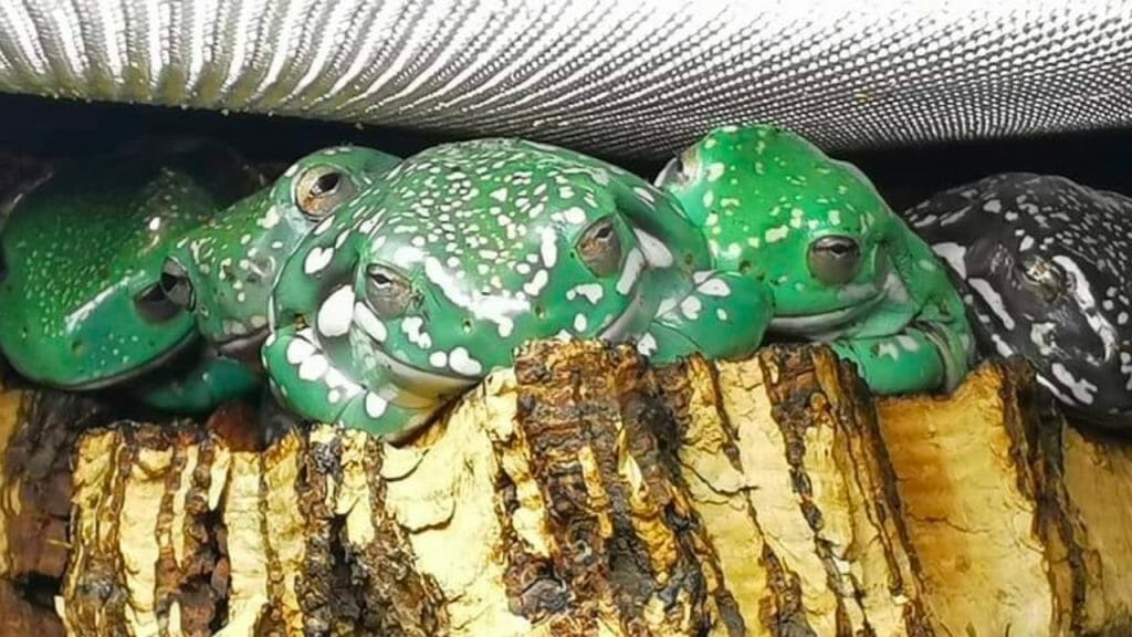 5 tree frogs resting and chilling