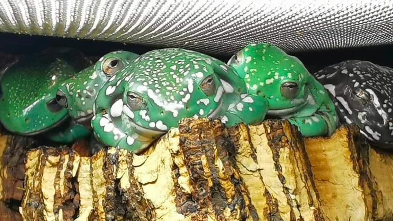 Can You Keep Multiple Tree Frogs Together? – Acuario Pets