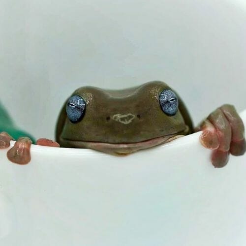 What Does A Tree Frog Sound Like? [mp3 Sound Clip] Acuario Pets