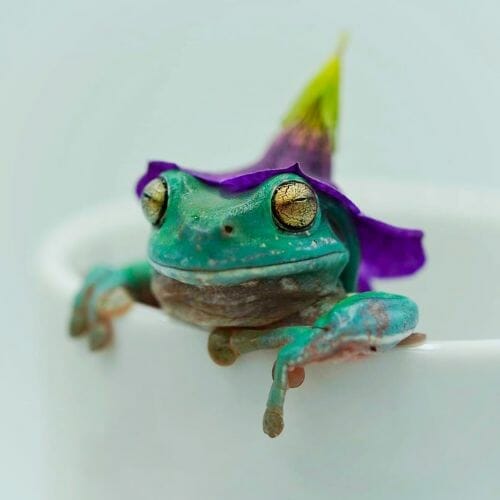 tree frog with flower as a hat