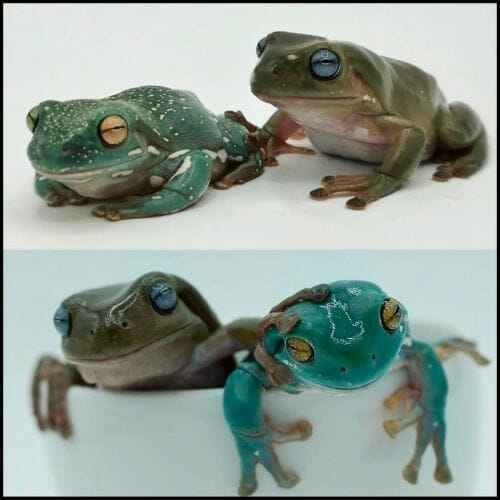 Tree Frogs Croaking? Here’s Why And How To Stop It Acuario Pets