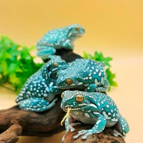 multiple tree frogs sitting and relaxing