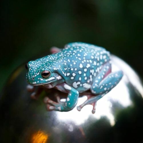 gorgeous tree frog under light