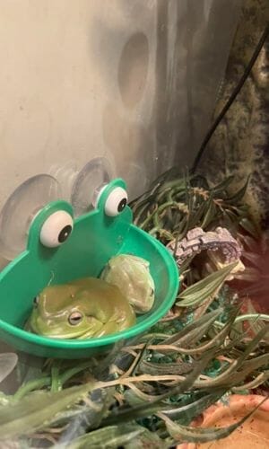 tree frogs resting inside a cup