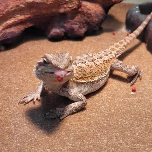 bearded dragon sticking its tongue out eating