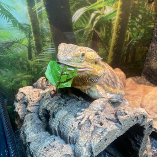 bearded dragon eating greens