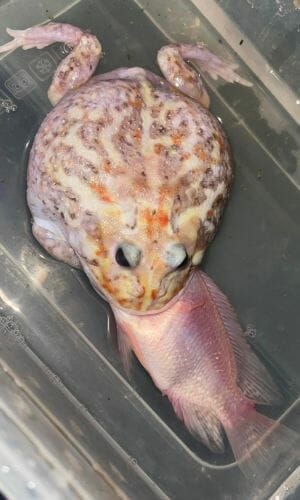 pacman frog eating a fish